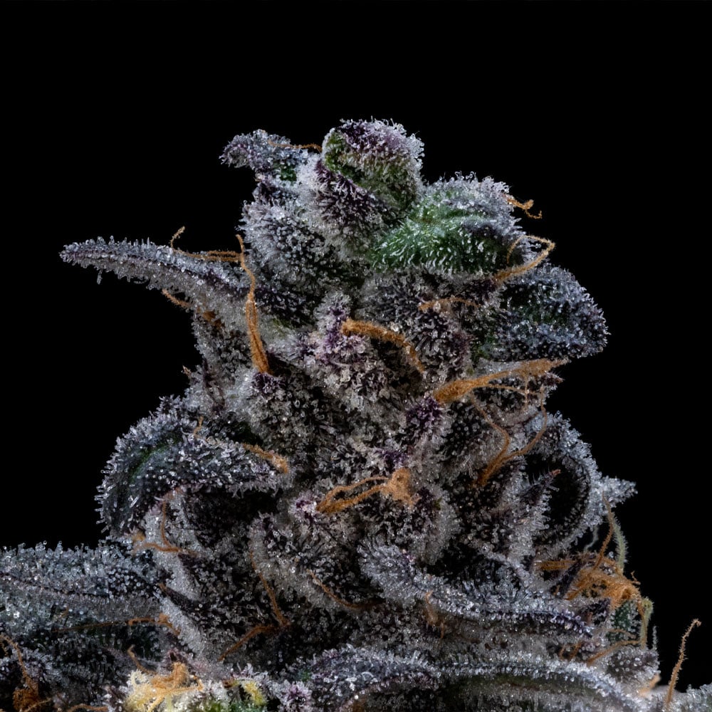 FloraCal™ – Purple Plague