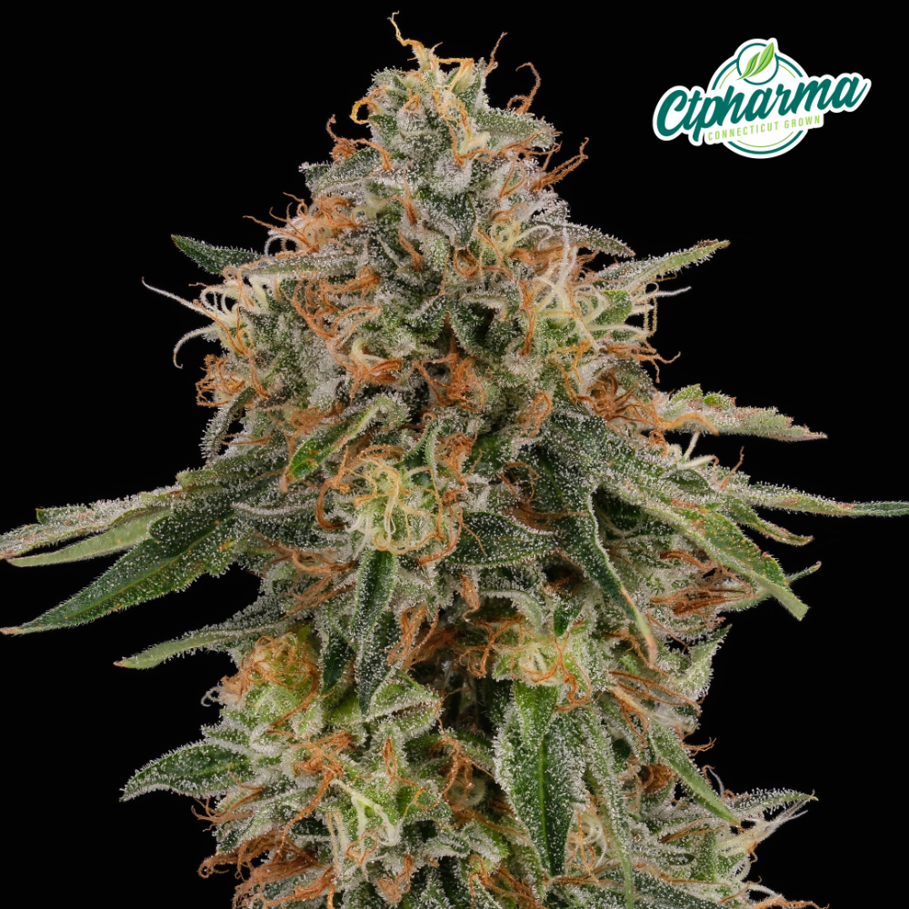 CTPharma – Melonade Flower H 27476