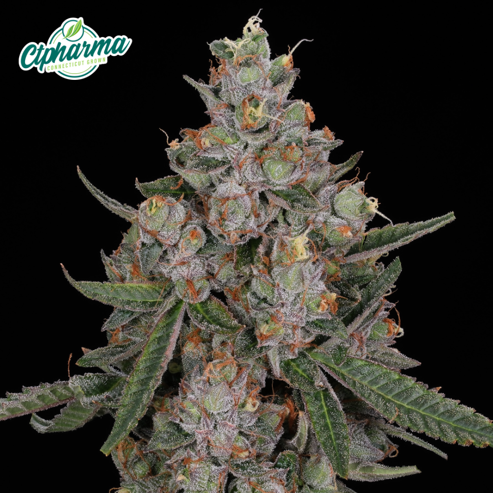CTPharma – Tuscan Gelato Flower H 27436