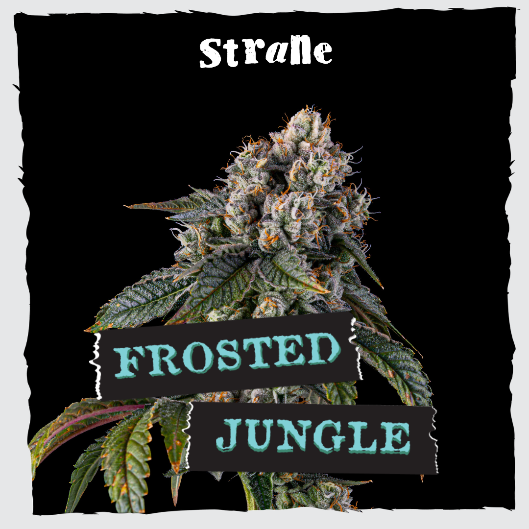 Strane – Frosted Jungle