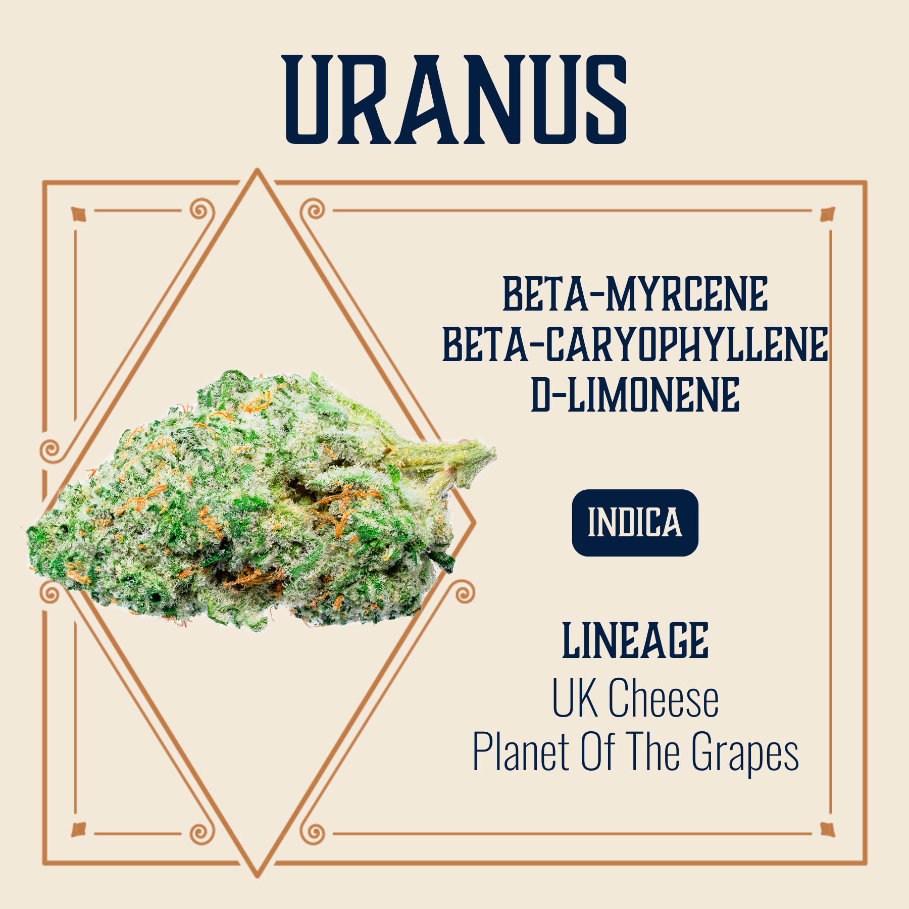 Elevate – Uranus