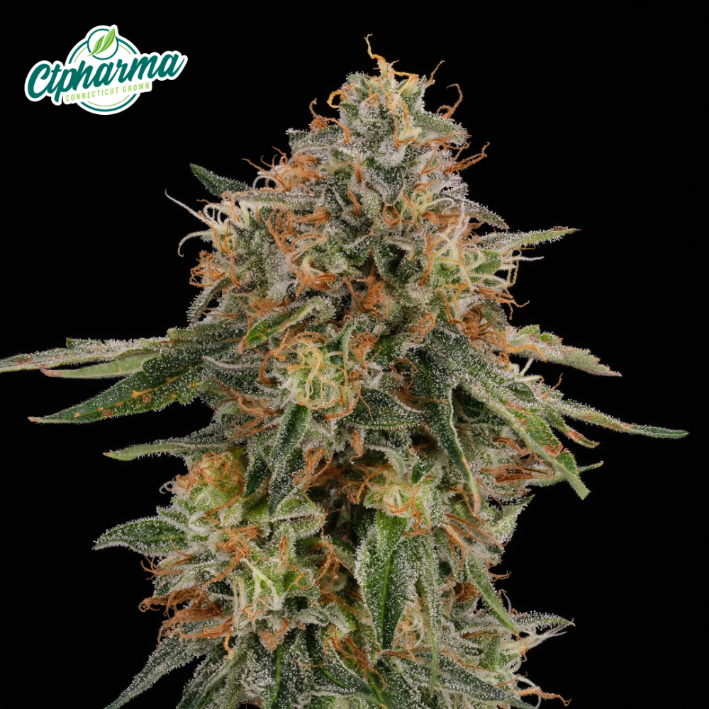 CTPharma – Melonade Flower H 27180