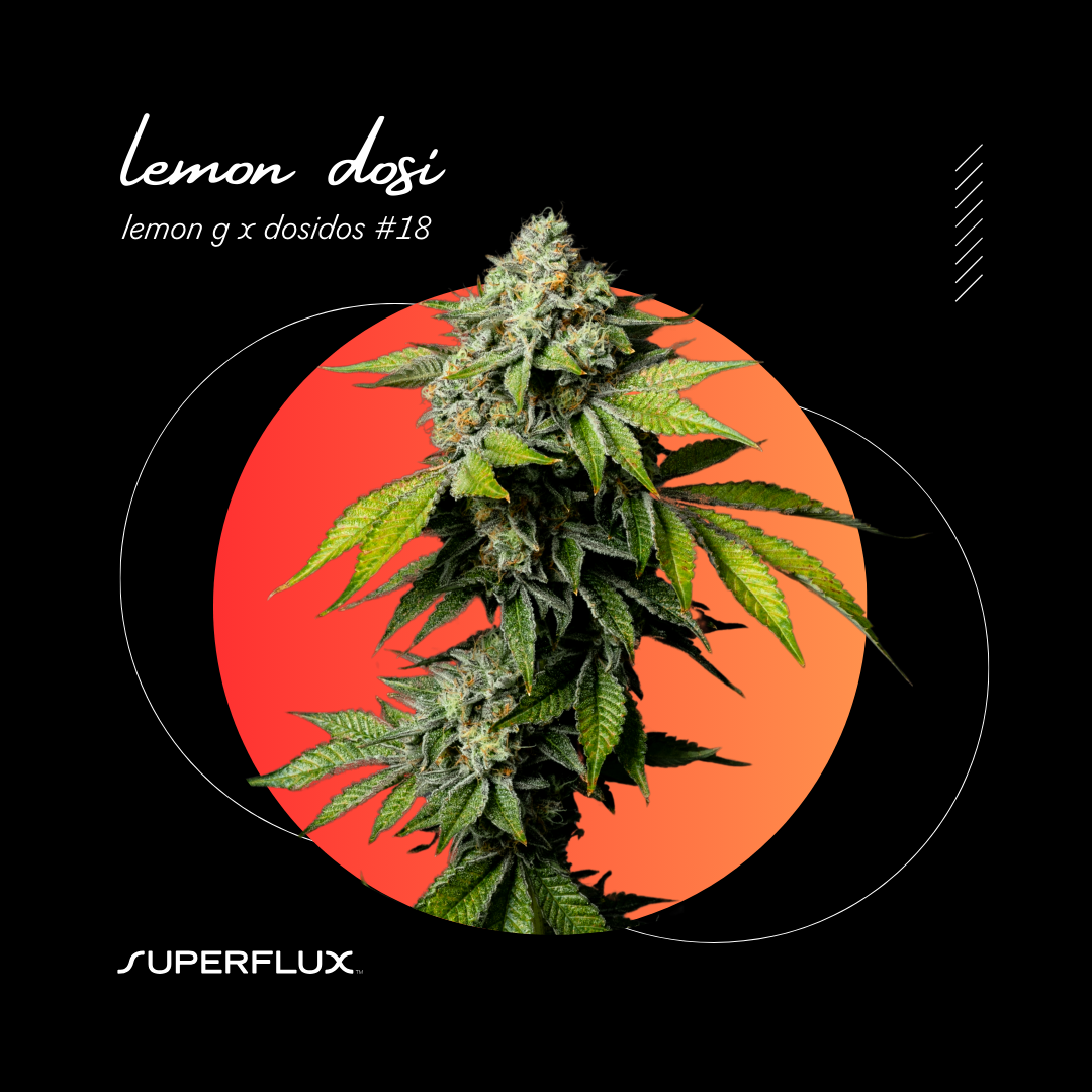 Superflux – Lemon Dosi