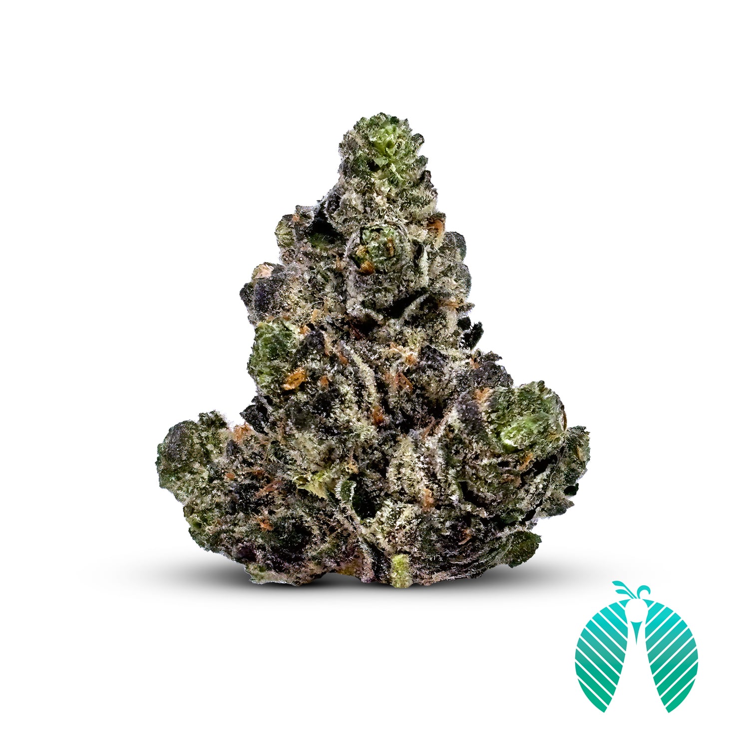 Maitri Genetics – Gas Truffle