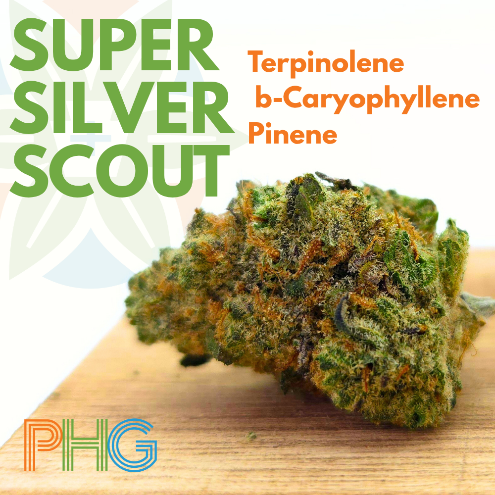 Penn Health Group – Super Silver Scout