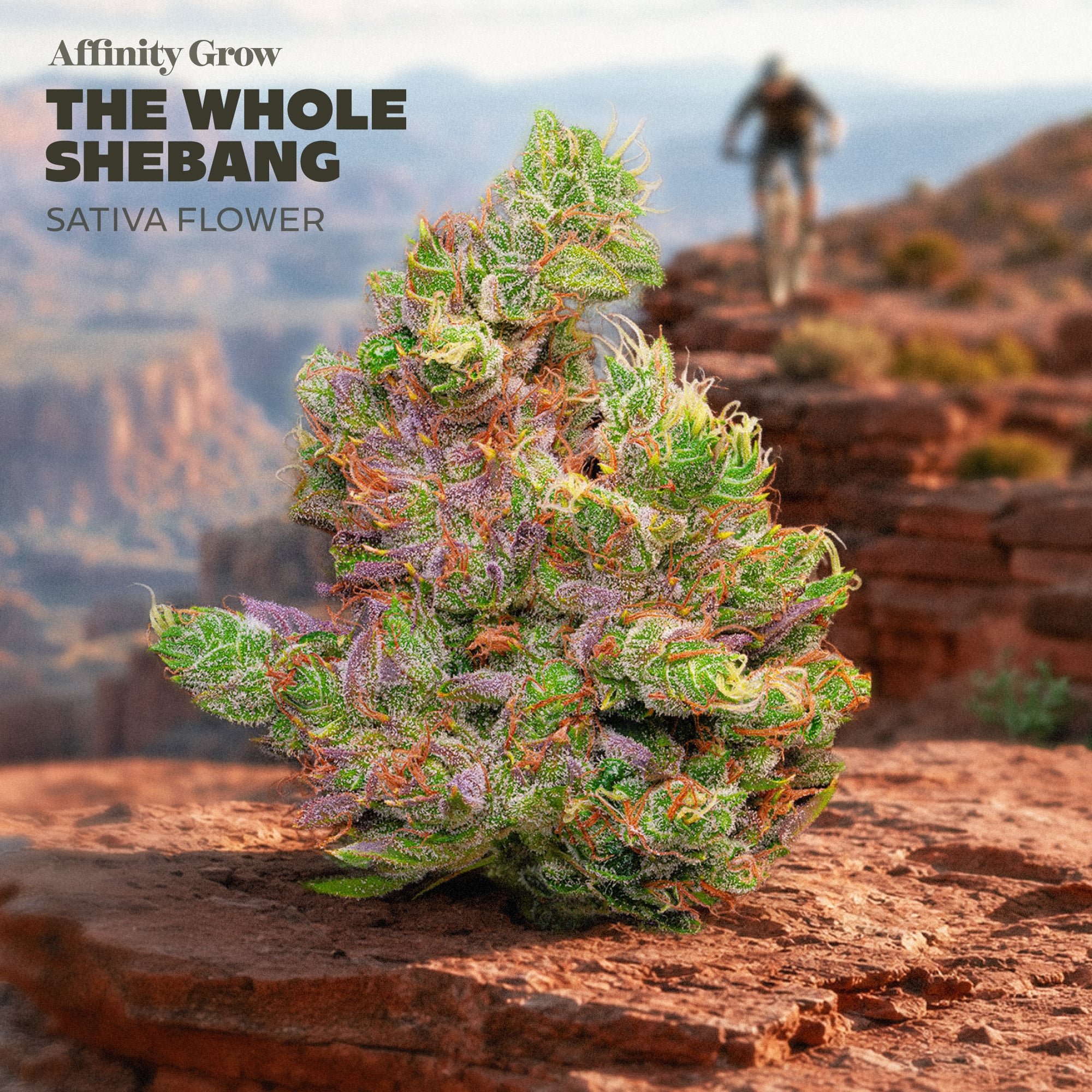 Affinity Grow – THE WHOLE SHEBANG FLOWER T29.03% S 01101