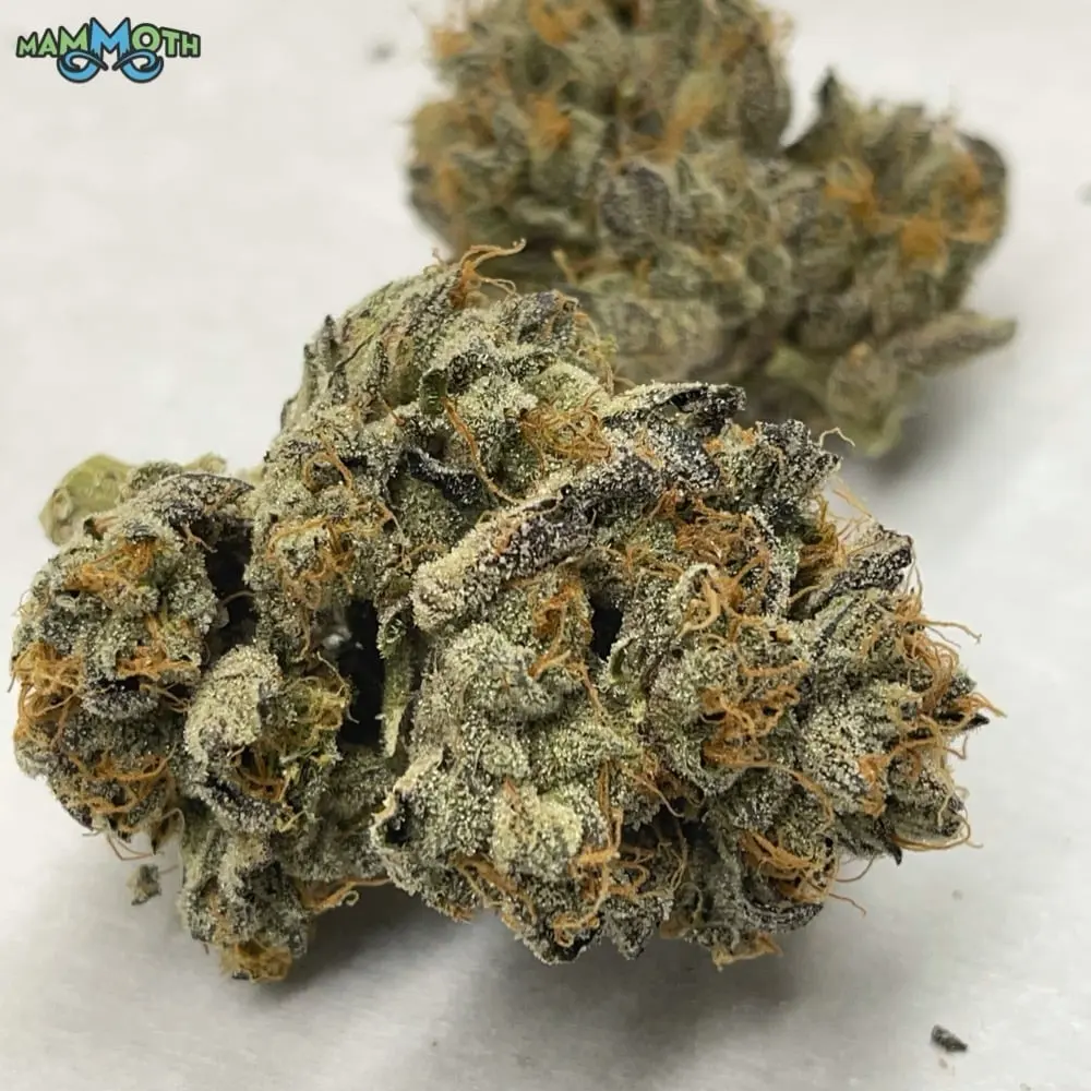 Mammoth – Animal Gas