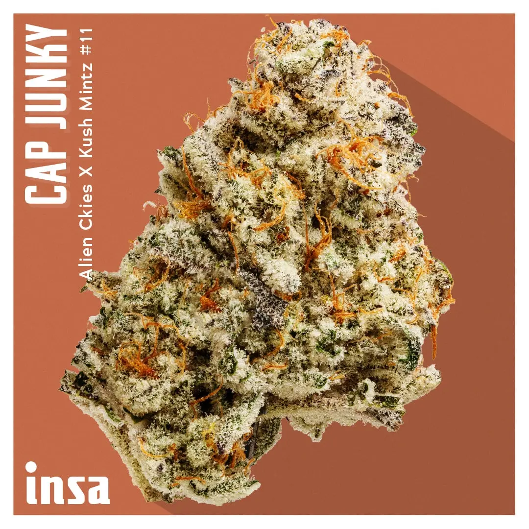 Insa – Cap Junky