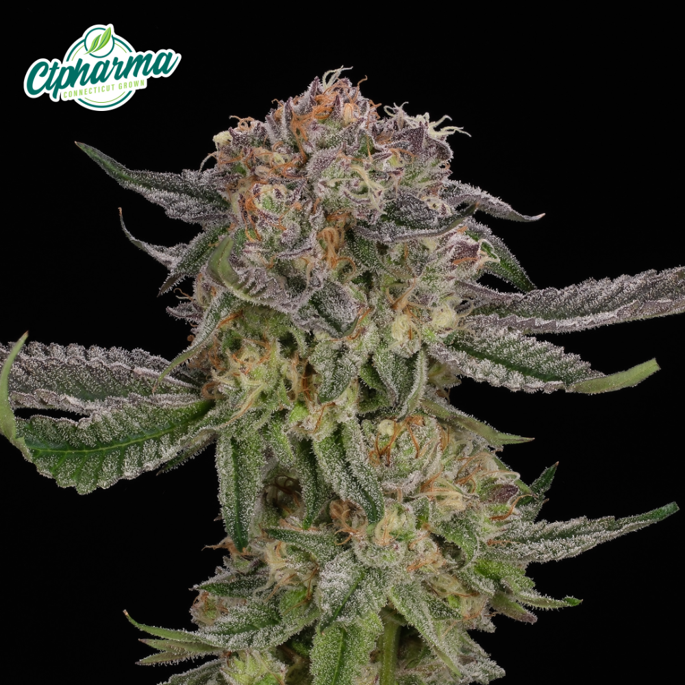 CTPharma – GMO Purps Flower I 27455
