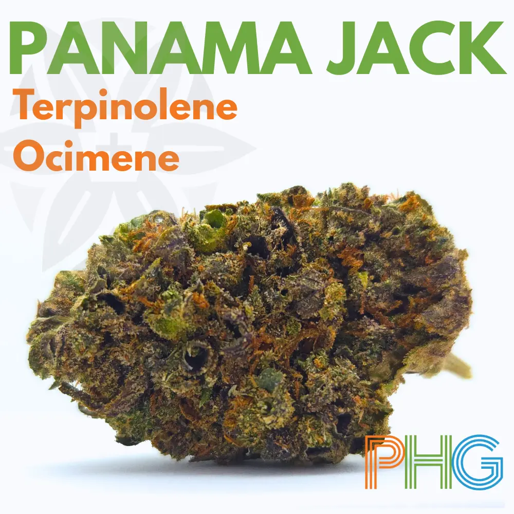 Penn Health Group – Panama Jack