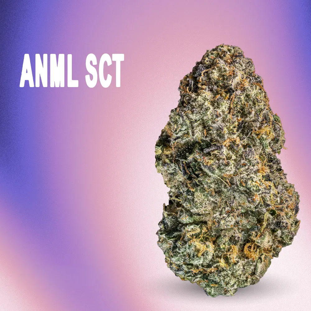 RYTHM – ANML SCT