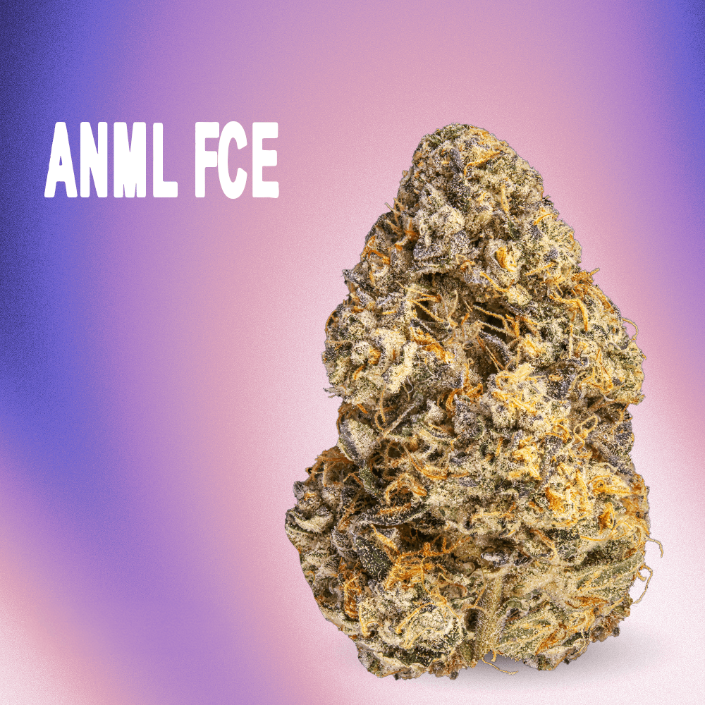 RYTHM – ANML FCE