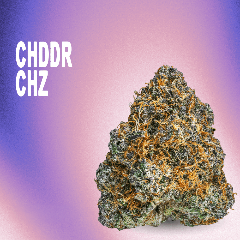 RYTHM – Cheddar Cheeze