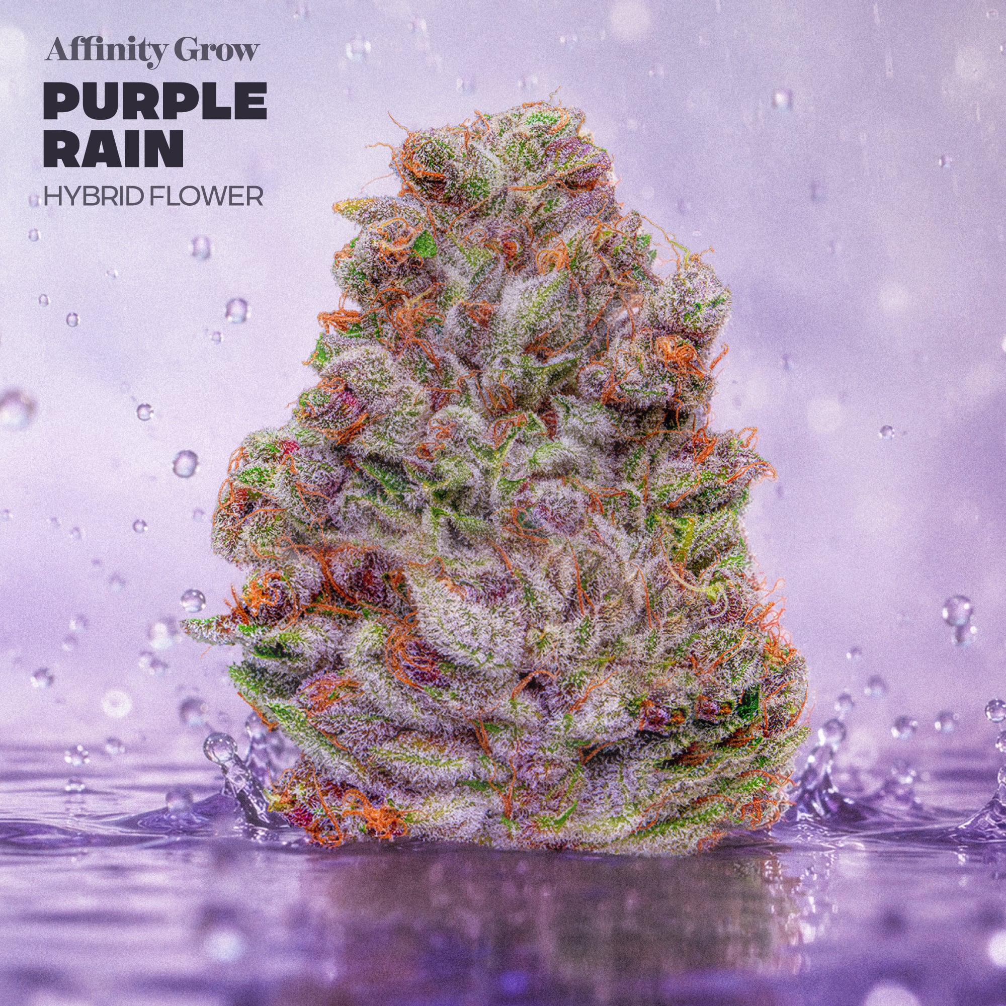 Affinity Grow – Purple Rain Flower T23.63% H 01108