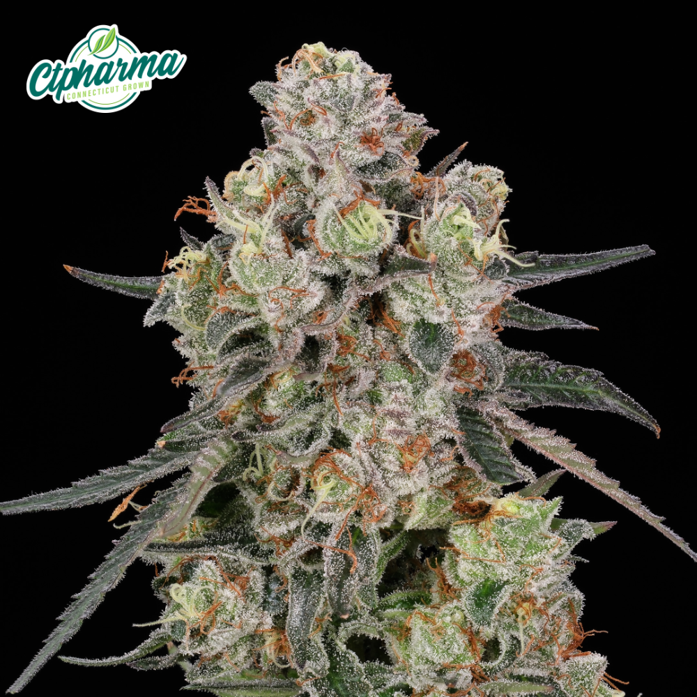 CTPharma – Passion Orange Guava Flower S 27413