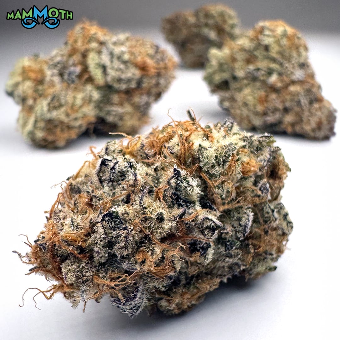 Mammoth – MAC Daddy