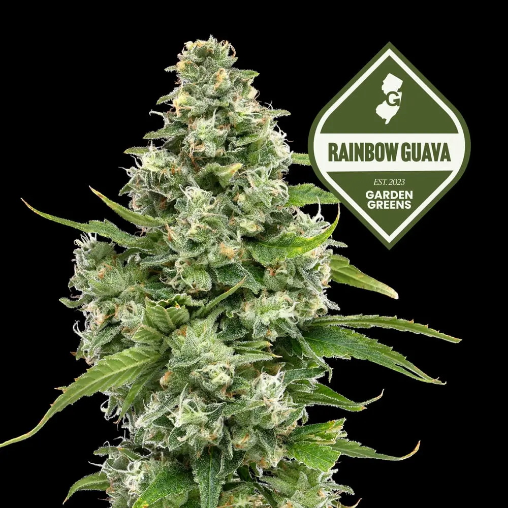 Garden Greens – Rainbow Guava