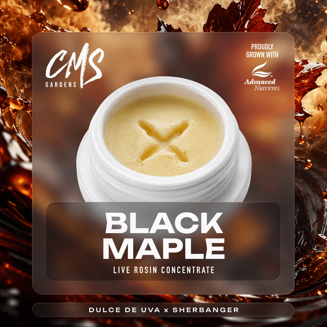 CMS Gardens – Black Maple [2g]