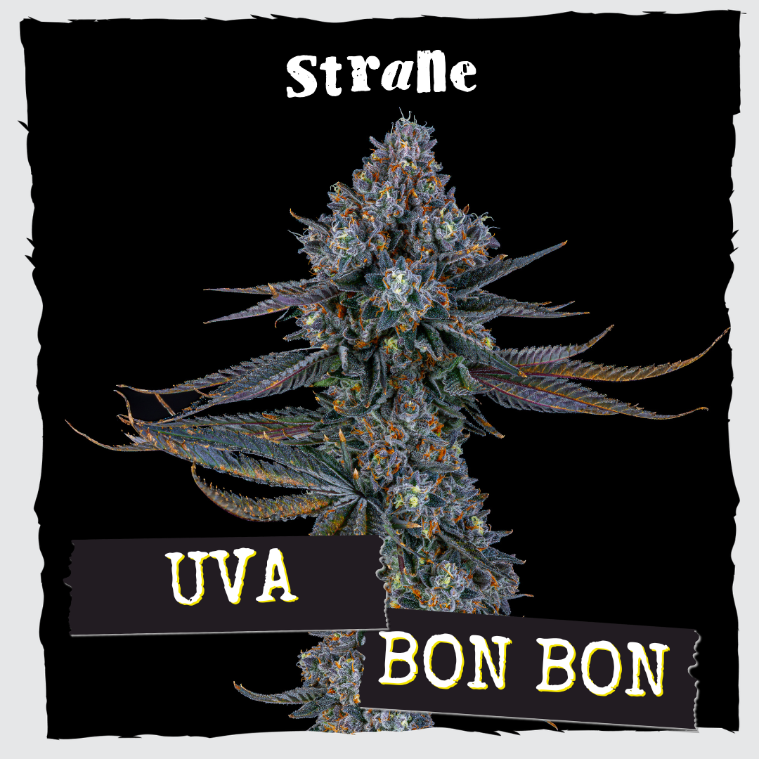 Strane – Uva Bon Bon