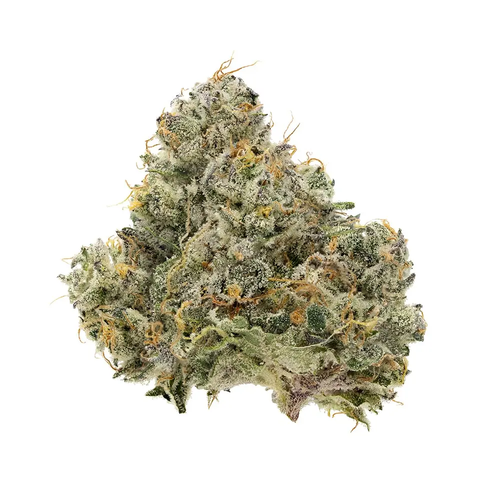 Terrapin – Cap Diesel