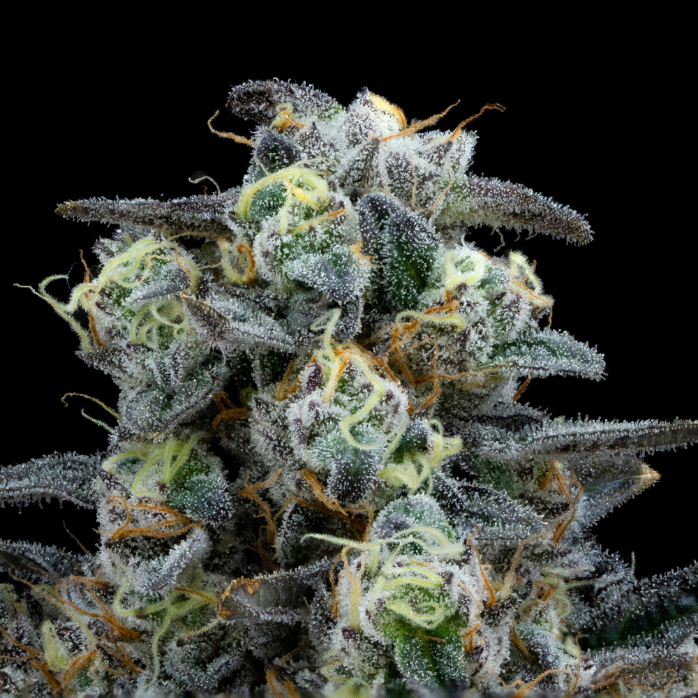 FloraCal™ – Kush Mints