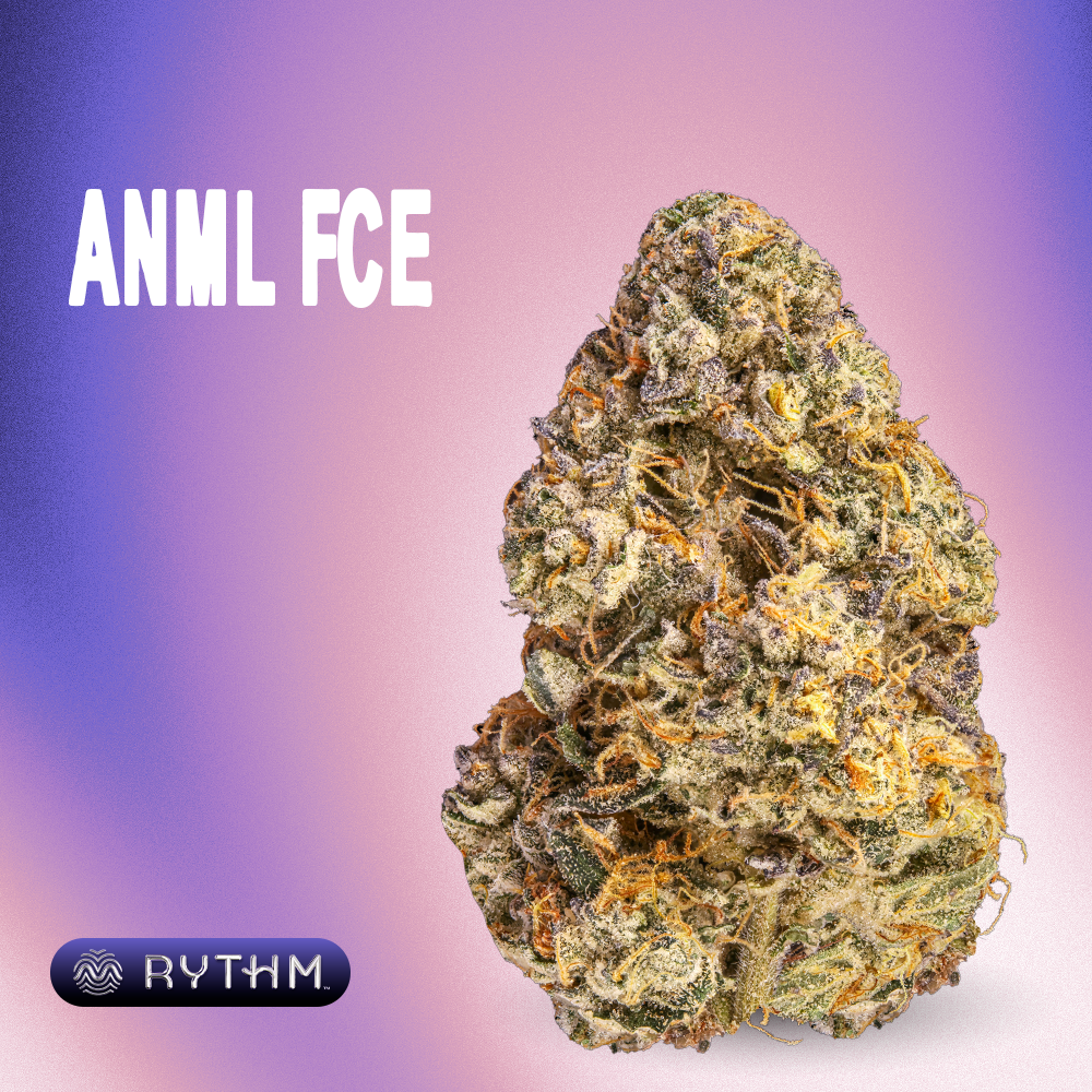 RYTHM – ANML FCE