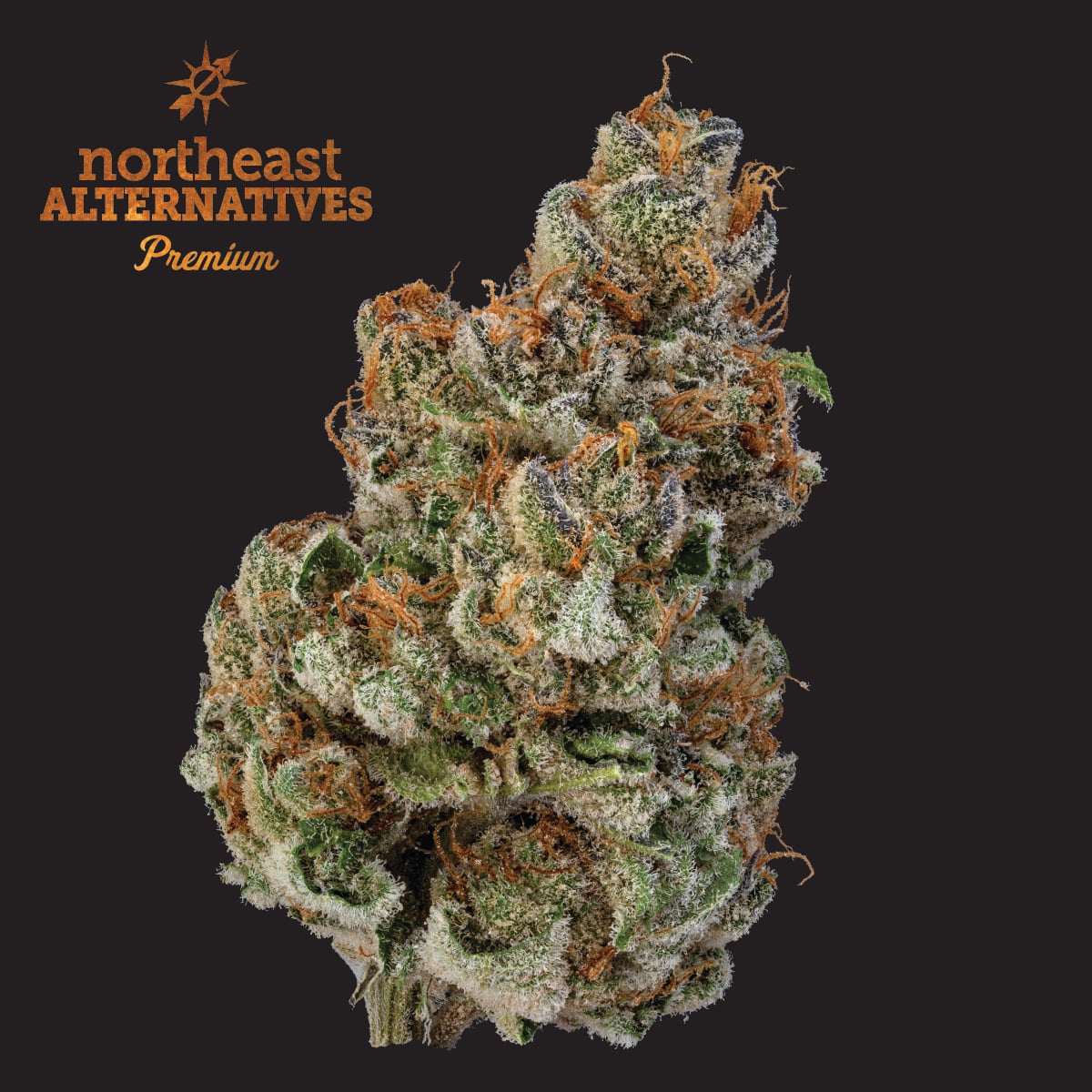 Northeast Alternatives – ZSweet Inzanity