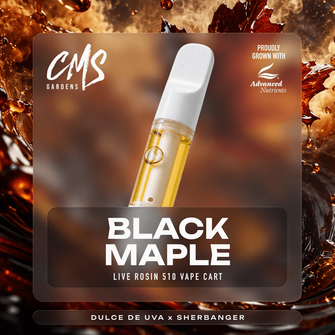 CMS Gardens – Black Maple