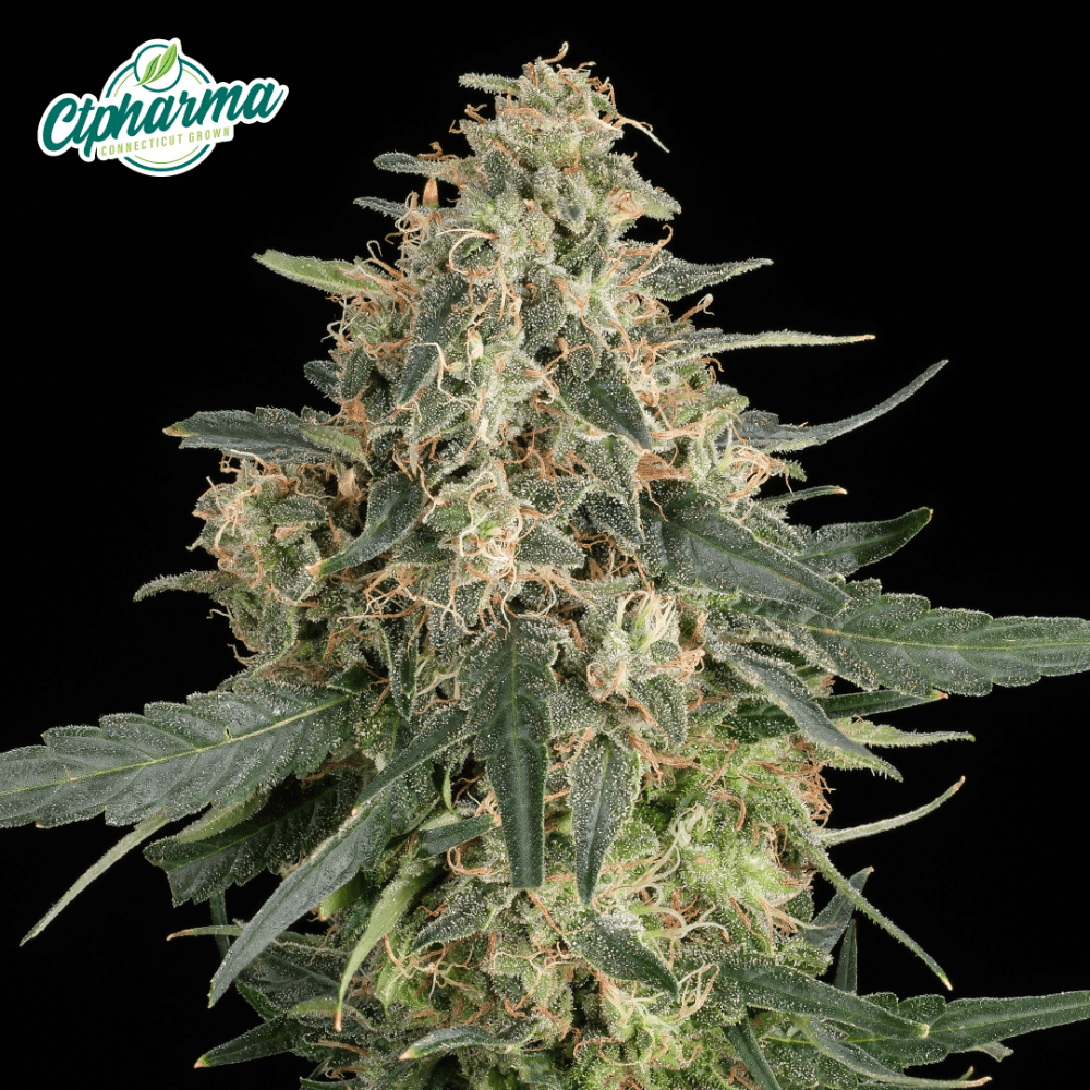 CTPharma – Hazy Fields Flower S 27463