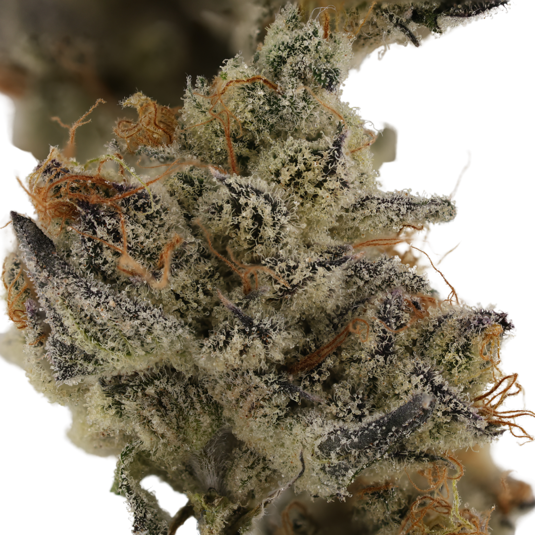 Ocean State Curated Cannabis – Purple Jellato [4g]