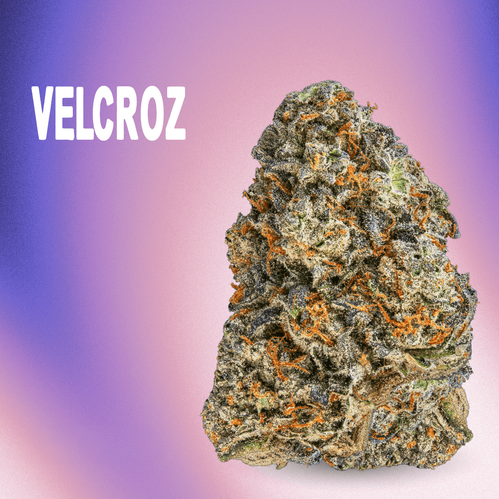 RYTHM – Velcroz