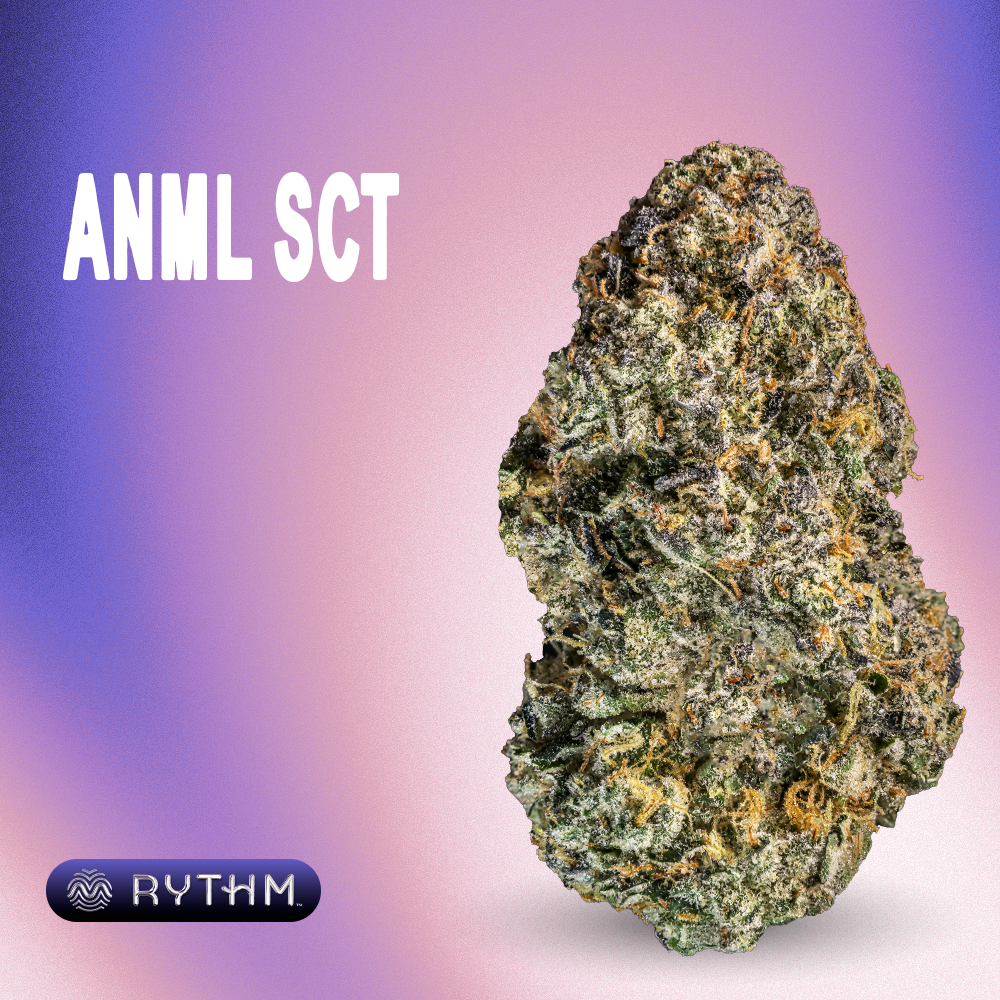 RYTHM – ANML SCT